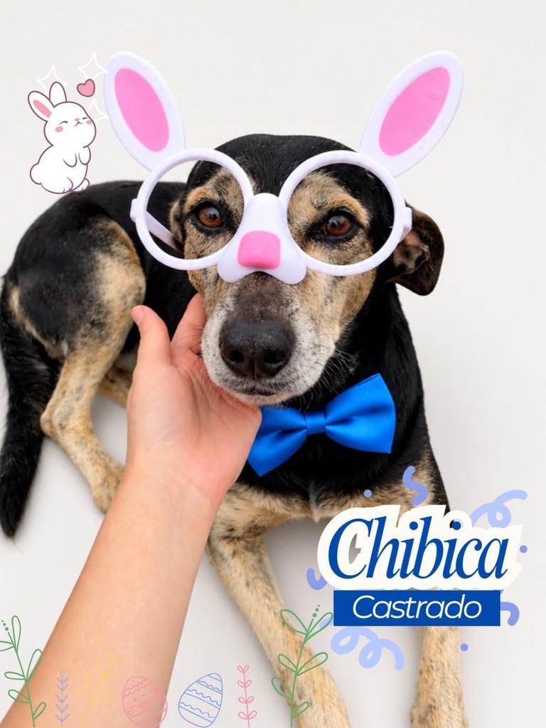Chibica, cachorro de porte médio para adoção em Garanhuns - PE