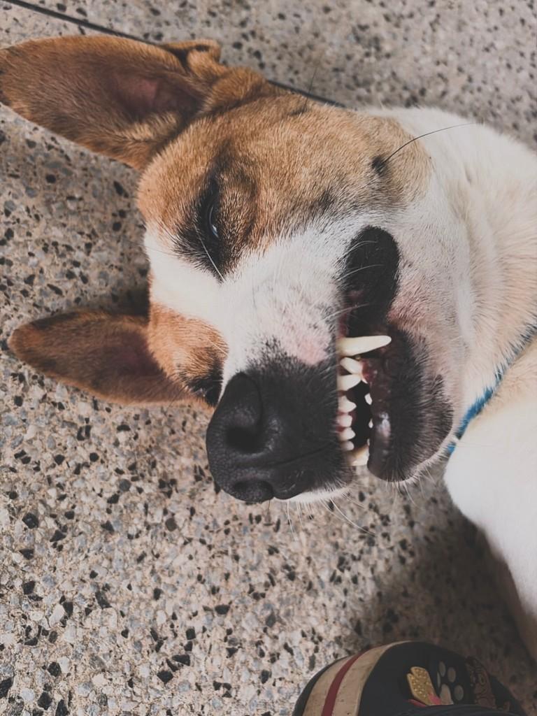 Fred, cachorro de porte pequeno para adoção em Garanhuns - PE