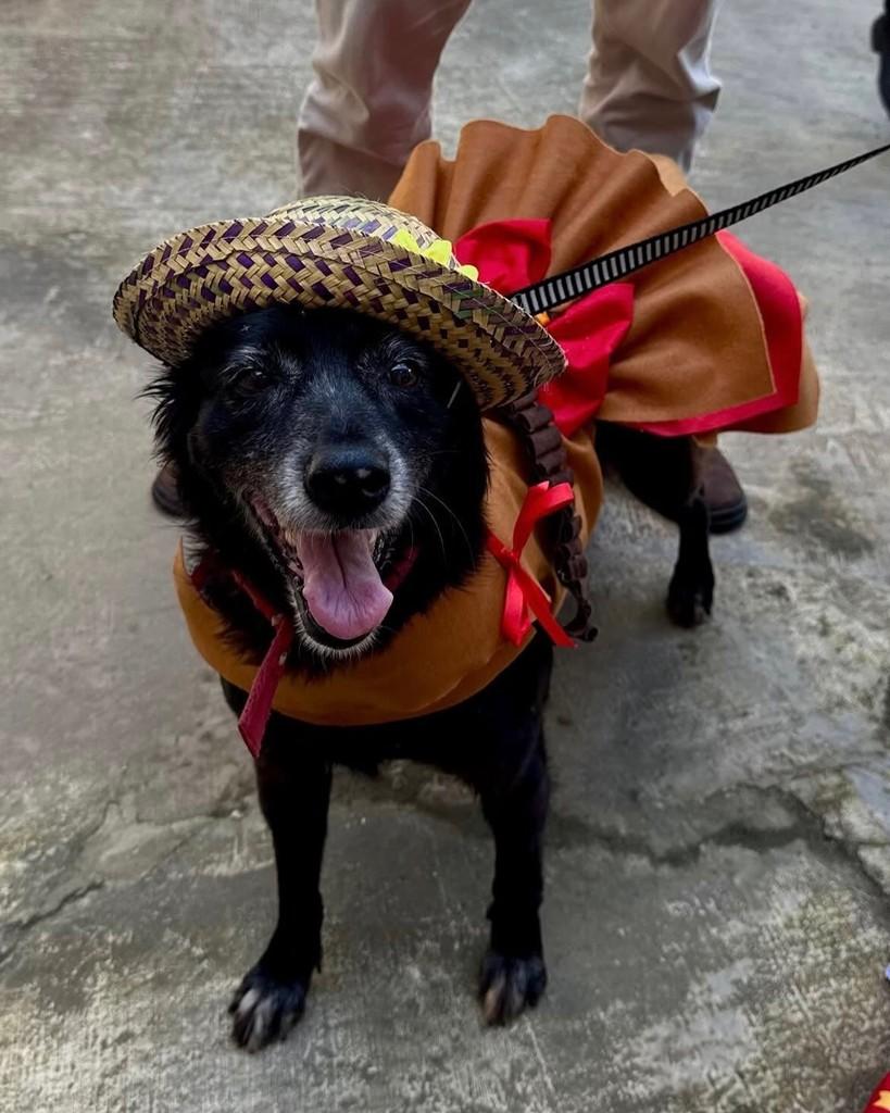 Belinha, cachorro de porte pequeno para adoção em Garanhuns - PE