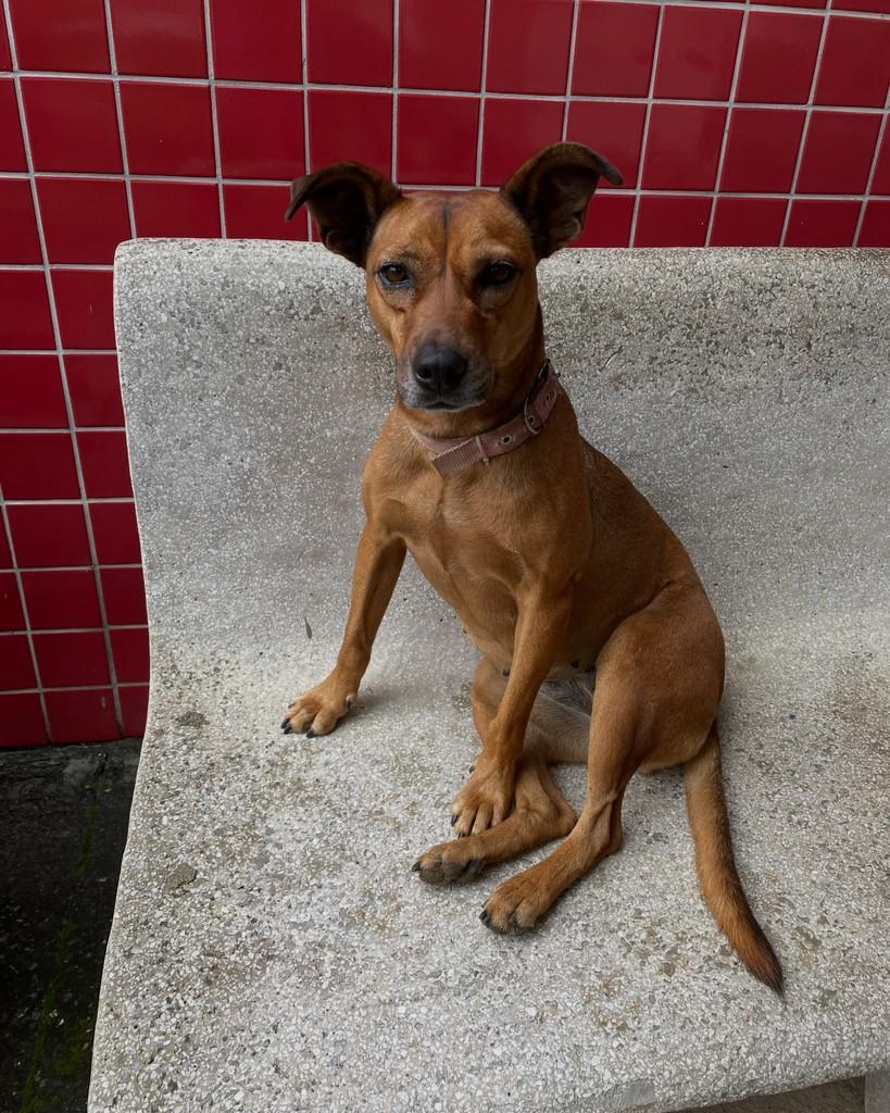 Charlottinha, cachorro de porte pequeno para adoção em Garanhuns - PE