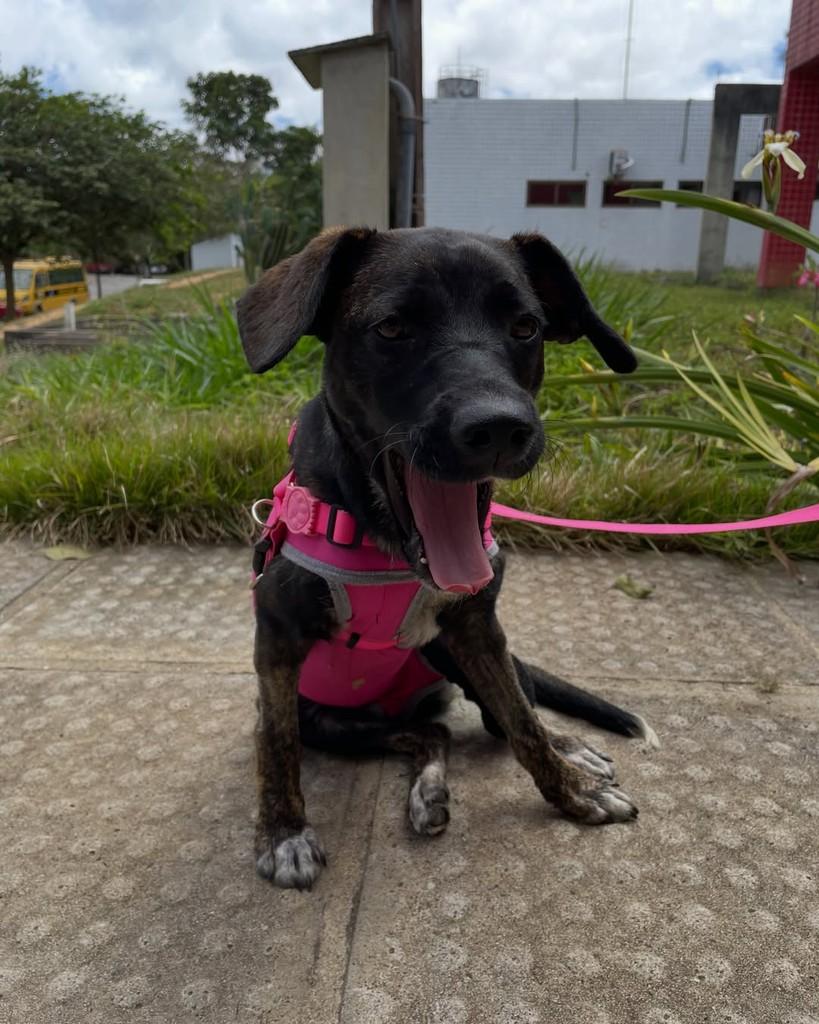 Nyx, cadela de porte pequeno para adoção em Garanhuns - PE