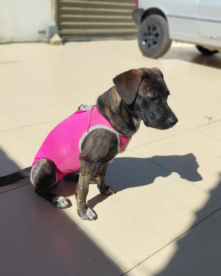 Nyx, cadela de porte pequeno para adoção em Garanhuns - PE — foto 2 de 4