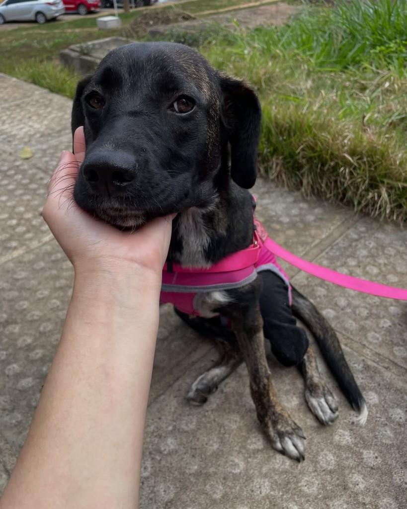 Nyx, cadela de porte pequeno para adoção em Garanhuns - PE — foto 3 de 4