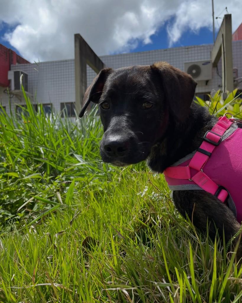 Nyx, cadela de porte pequeno para adoção em Garanhuns - PE — foto 4 de 4