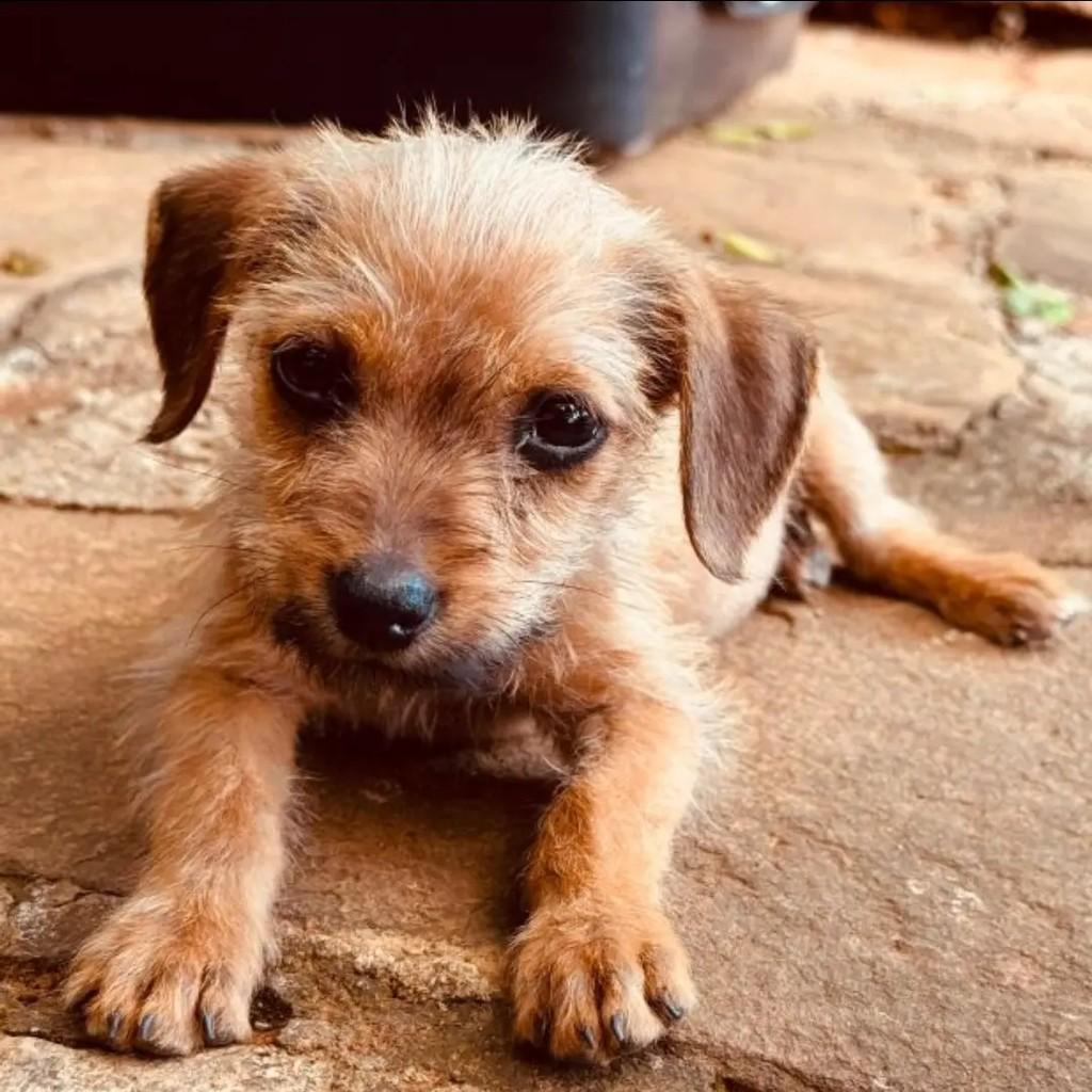 Fiapo de Manga, cadela de porte pequeno para adoção em Goiânia - GO
