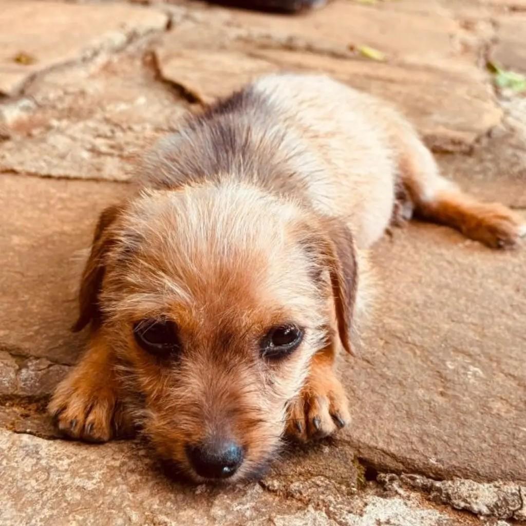 Fiapo de Manga, cadela de porte pequeno para adoção em Goiânia - GO — foto 2 de 4
