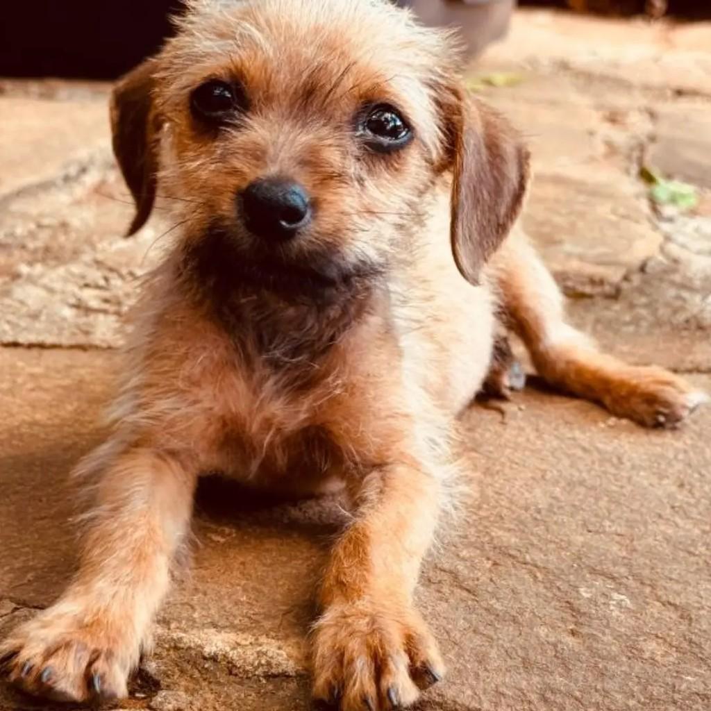 Fiapo de Manga, cadela de porte pequeno para adoção em Goiânia - GO — foto 3 de 4