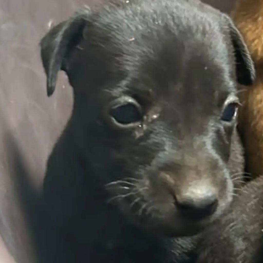 62 991536048, cachorro de porte médio para adoção em Goiânia - GO
