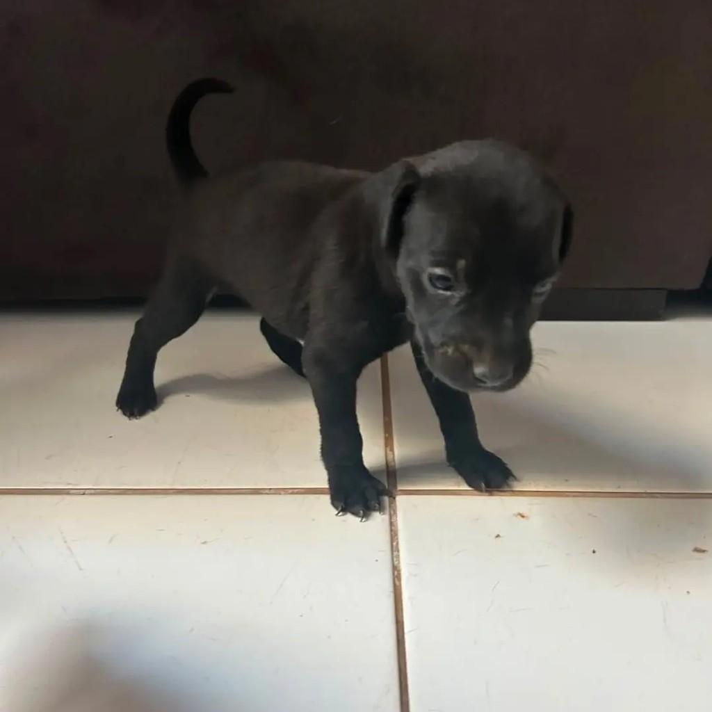 62 991536048, cachorro de porte médio para adoção em Goiânia - GO — foto 2 de 3