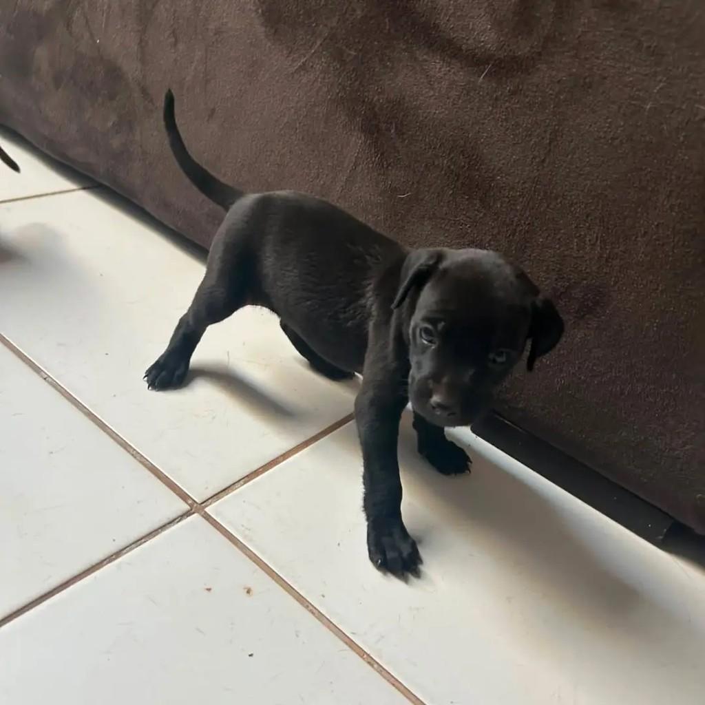 62 991536048, cachorro de porte médio para adoção em Goiânia - GO — foto 3 de 3