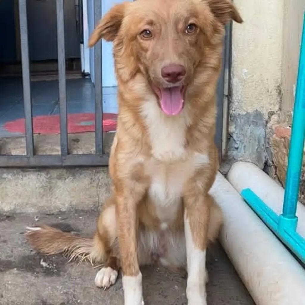 Mansinha, cadela de porte médio para adoção em Goiânia - GO