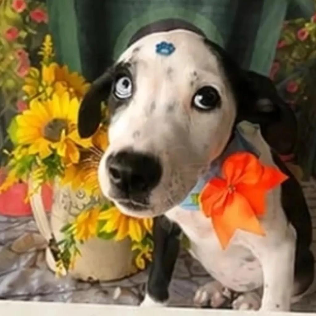 Fiohote, cachorro de porte pequeno para adoção em Goiânia - GO