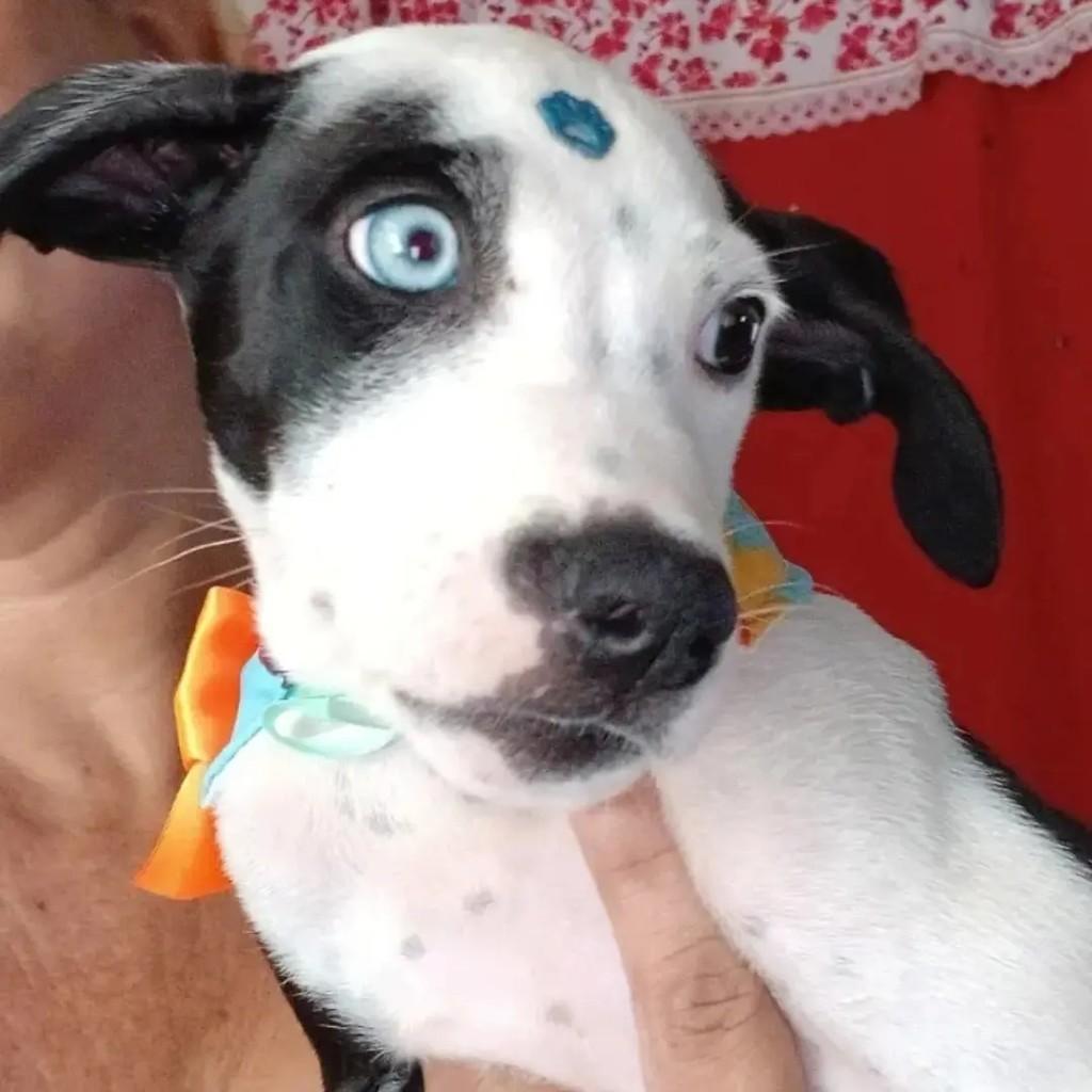 Fiohote, cachorro de porte pequeno para adoção em Goiânia - GO — foto 2 de 2