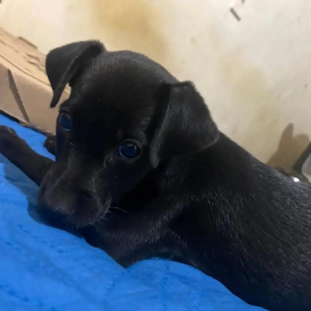 Pretuxo, cachorro de porte médio para adoção em Goiânia - GO