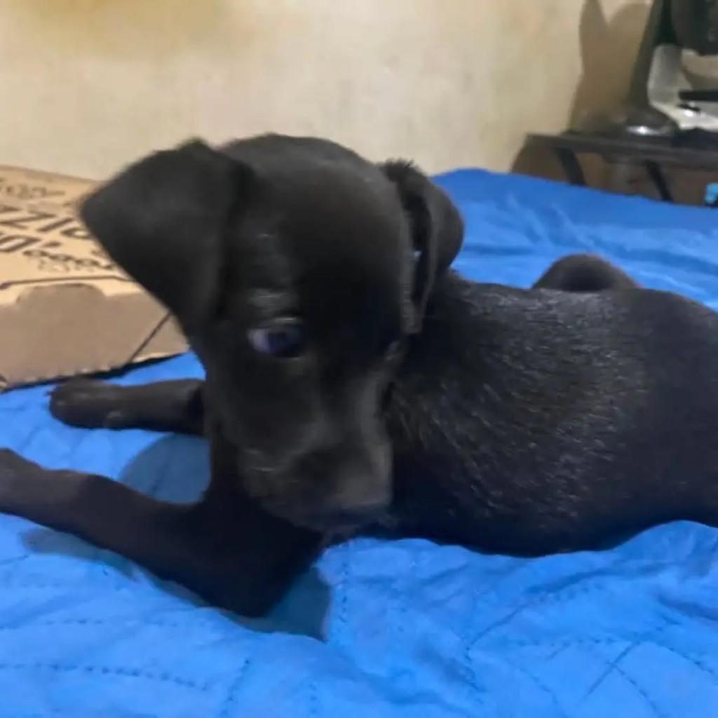 Pretuxo, cachorro de porte médio para adoção em Goiânia - GO — foto 2 de 4