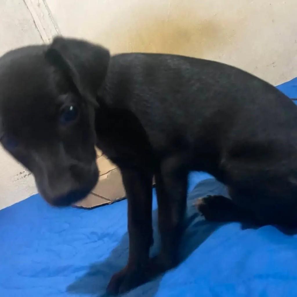 Pretuxo, cachorro de porte médio para adoção em Goiânia - GO — foto 3 de 4