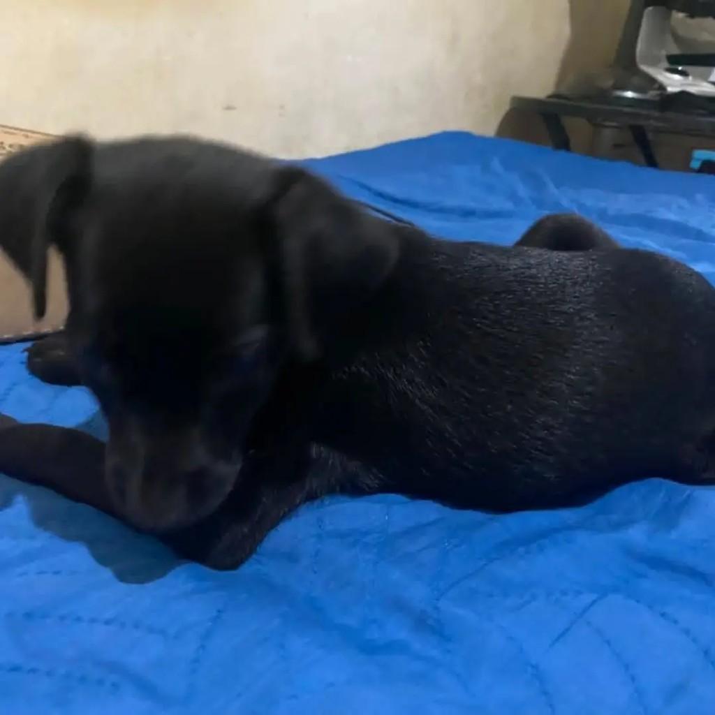 Pretuxo, cachorro de porte médio para adoção em Goiânia - GO — foto 4 de 4