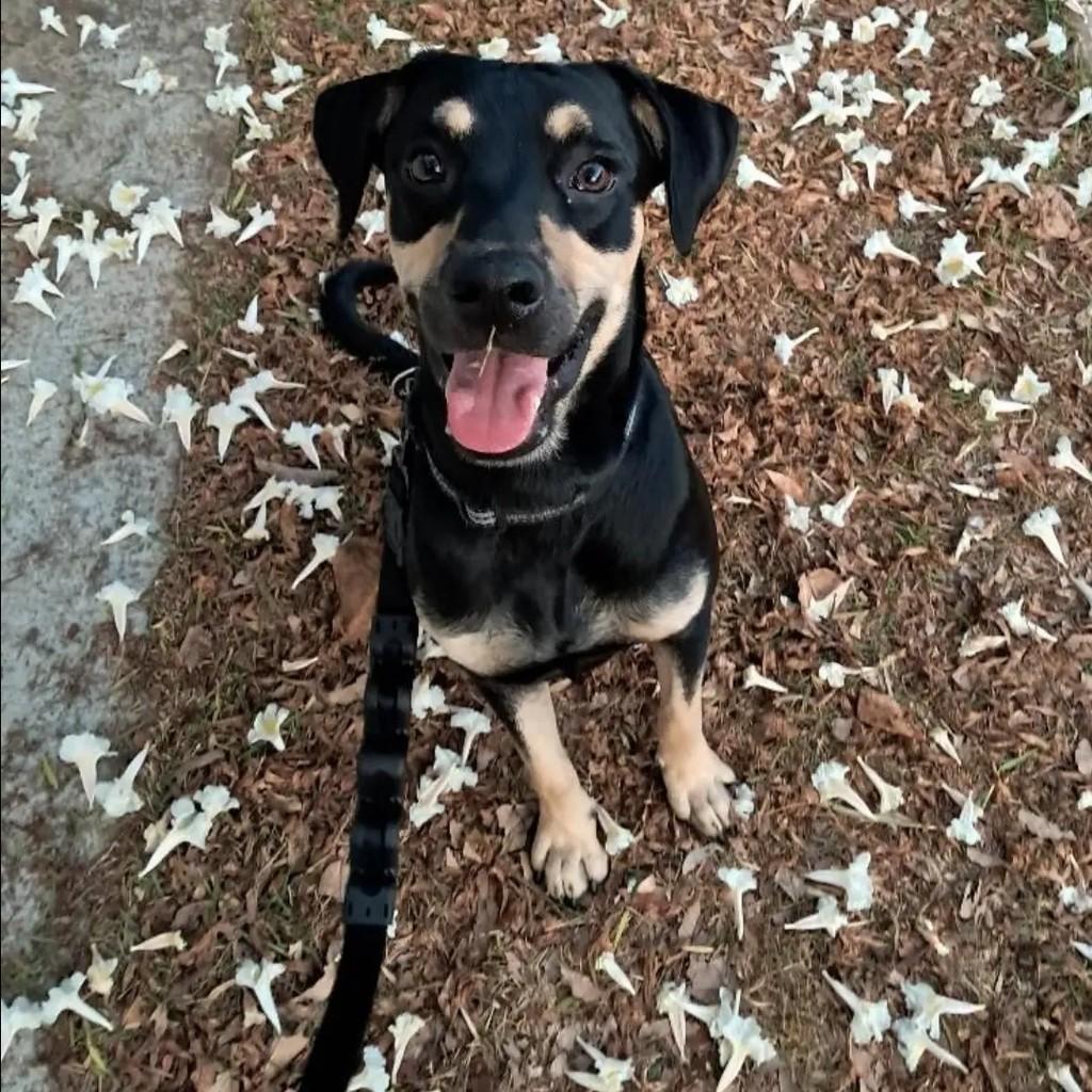 Rairú, cachorro de porte médio para adoção em Goiânia - GO