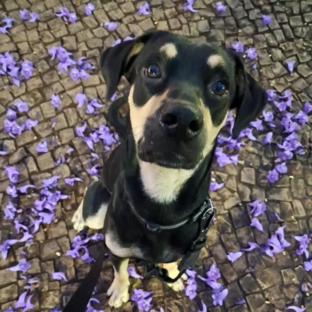 Rairú, cachorro de porte médio para adoção em Goiânia - GO — foto 2 de 2