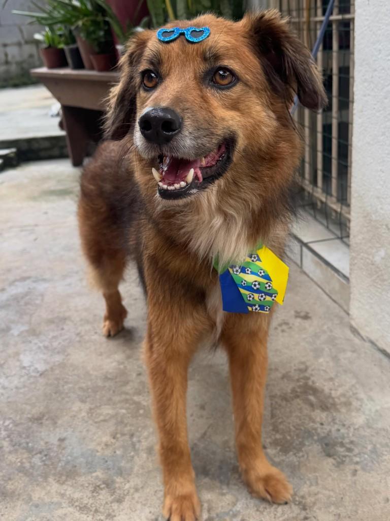 Chiquinho, cachorro de porte médio para adoção em São José dos Campos - SP