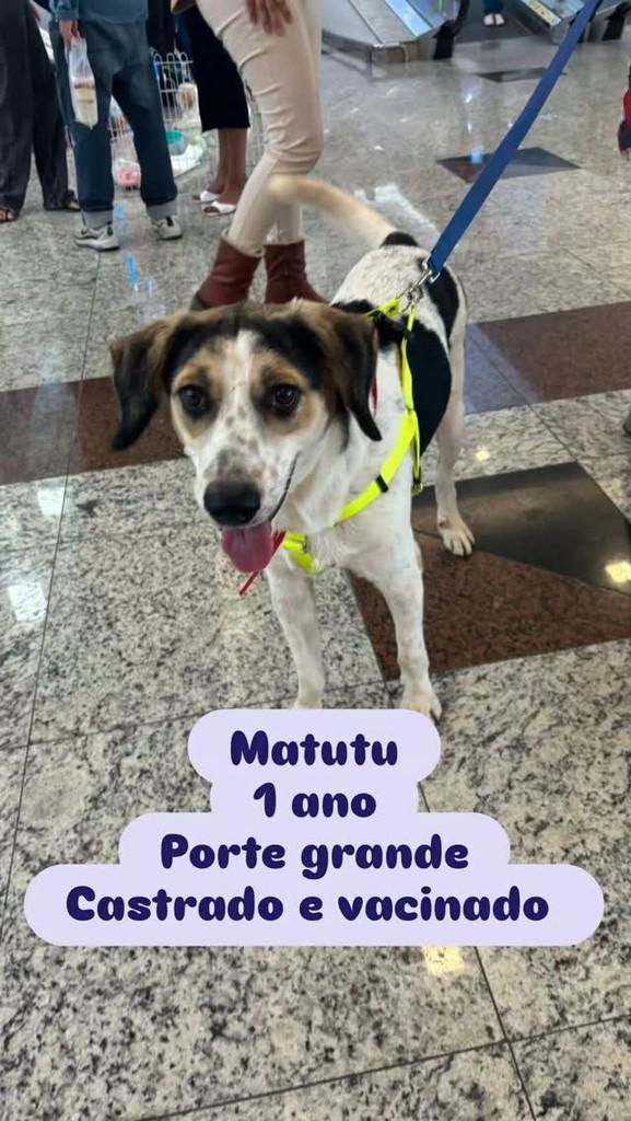 Matutu, cachorro de porte grande para adoção em São José dos Campos - SP