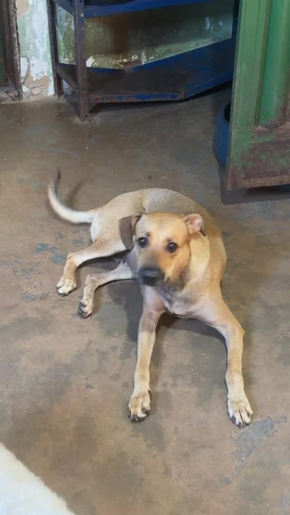 Filó, cachorro de porte médio para adoção em Palmas - TO