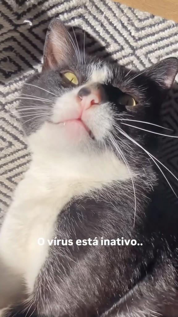 Chico, gato de porte médio para adoção em Marau - RS