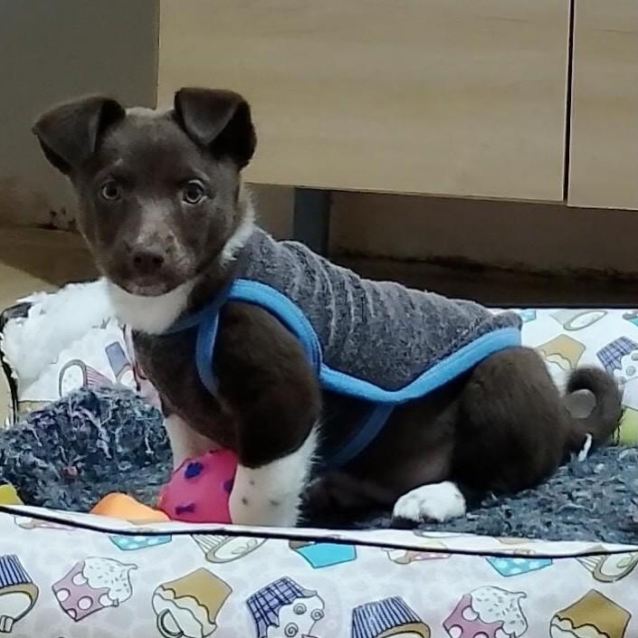 Mel, cachorro de porte pequeno para adoção em Marau - RS
