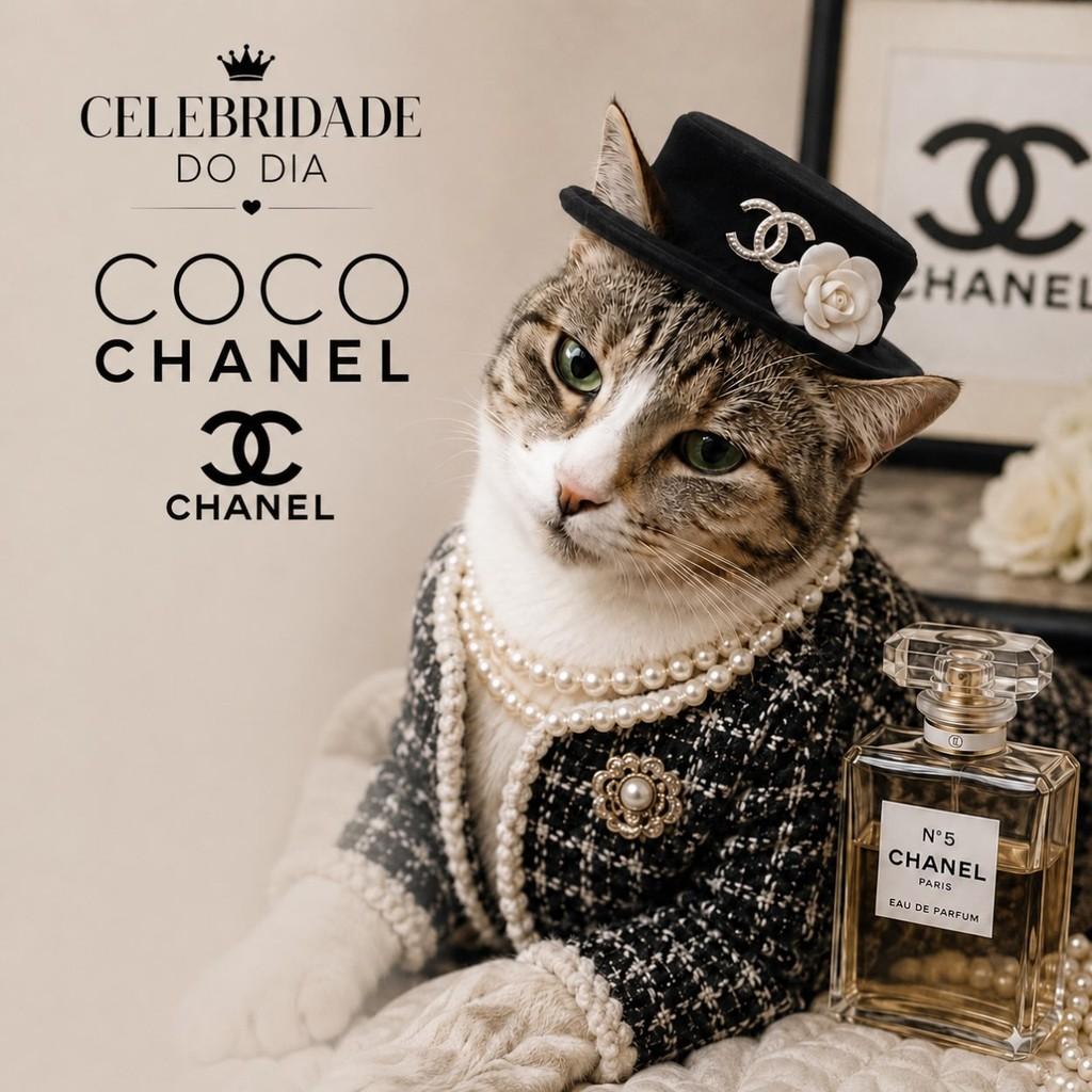 Coco Chanel Felina, gata de porte médio para adoção em Marau - RS