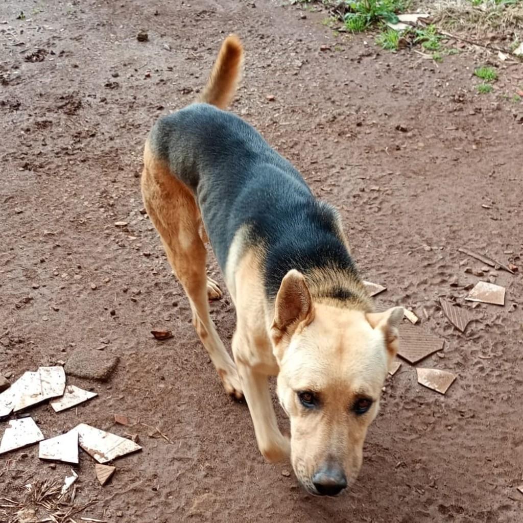 Lincon, cachorro de porte grande para adoção em Marau - RS