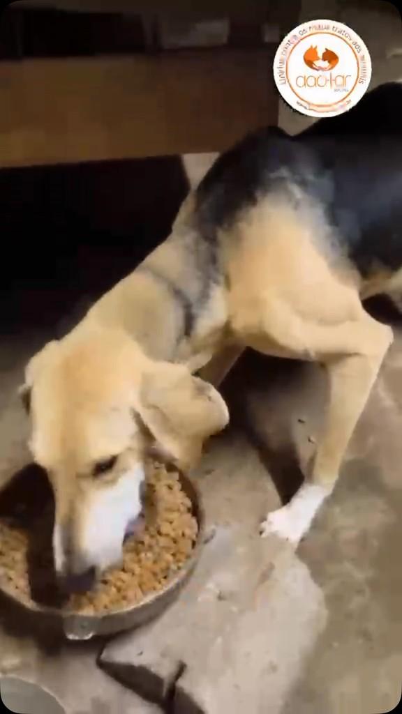 Smoking, cachorro de porte médio para adoção em Marau - RS