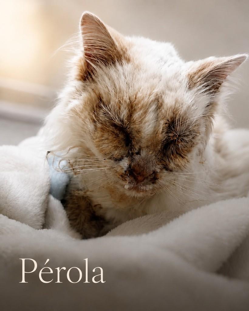 Pérola, gata de porte pequeno para adoção em Marau - RS