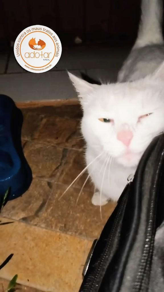 Hope, gato de porte pequeno para adoção em Marau - RS