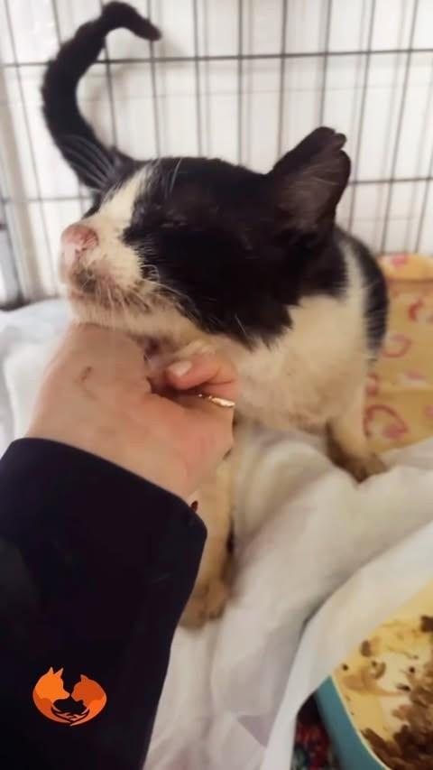 Bartolomeu, gato de porte pequeno para adoção em Marau - RS