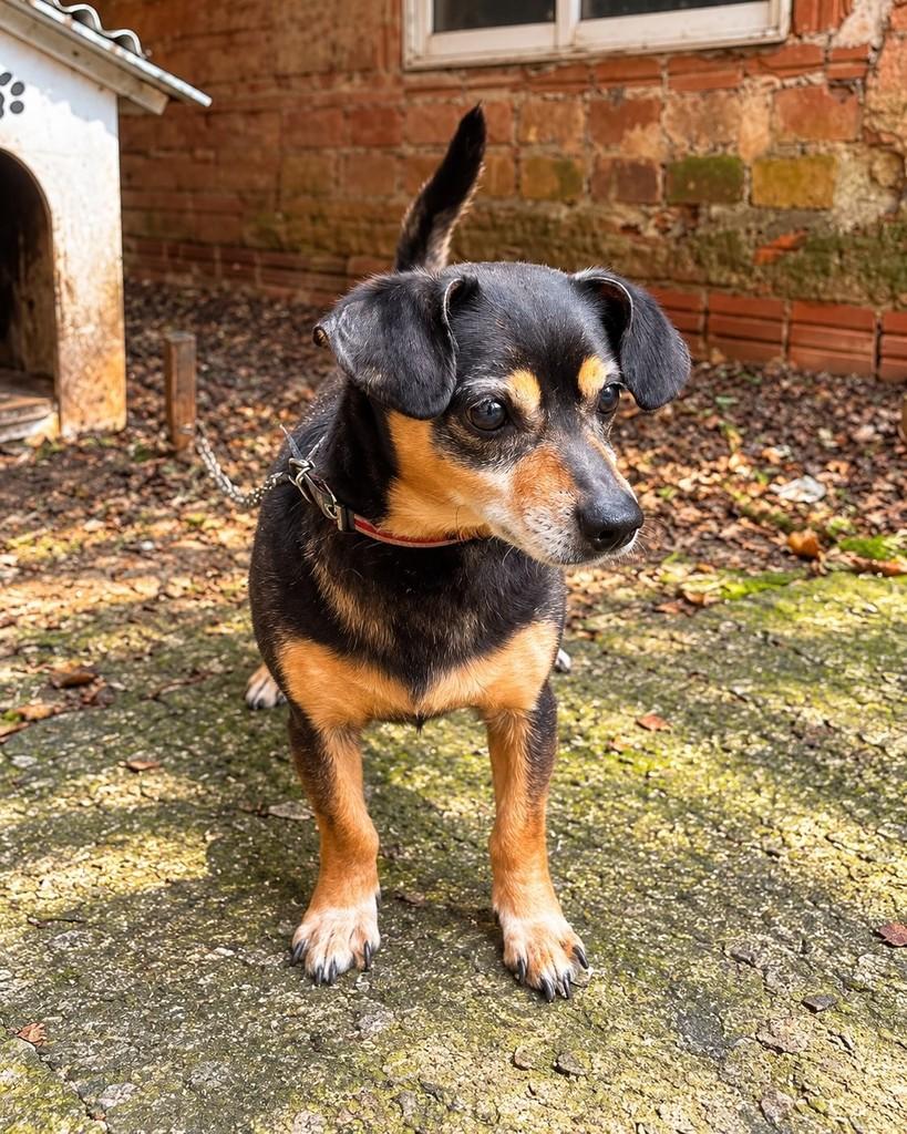 Toby, cachorro de porte pequeno para adoção em Marau - RS