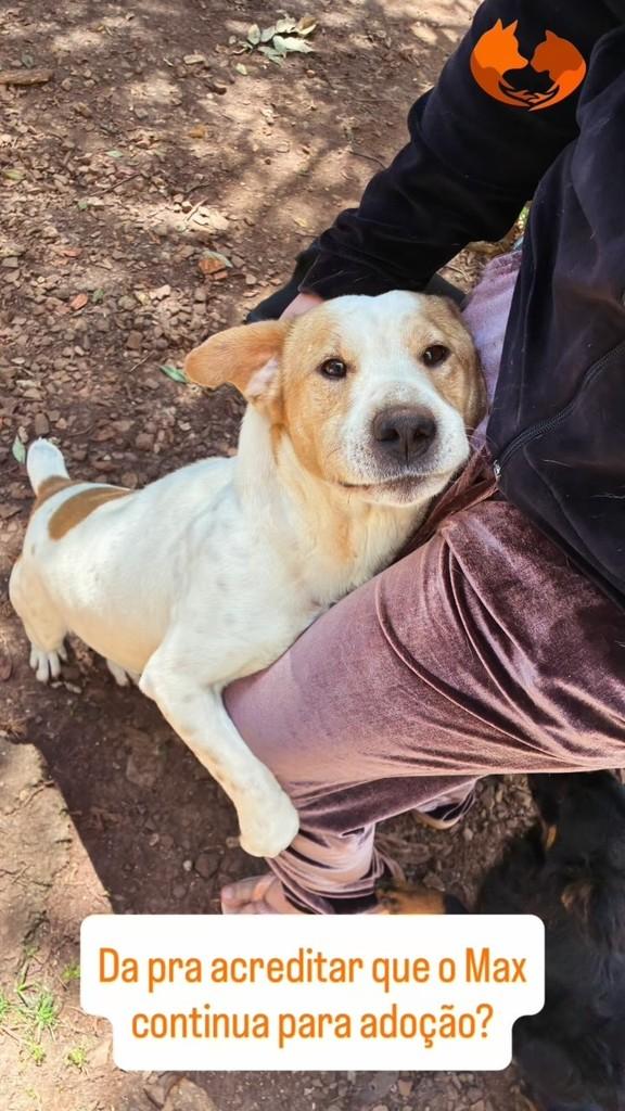 Max, cachorro de porte pequeno para adoção em Marau - RS