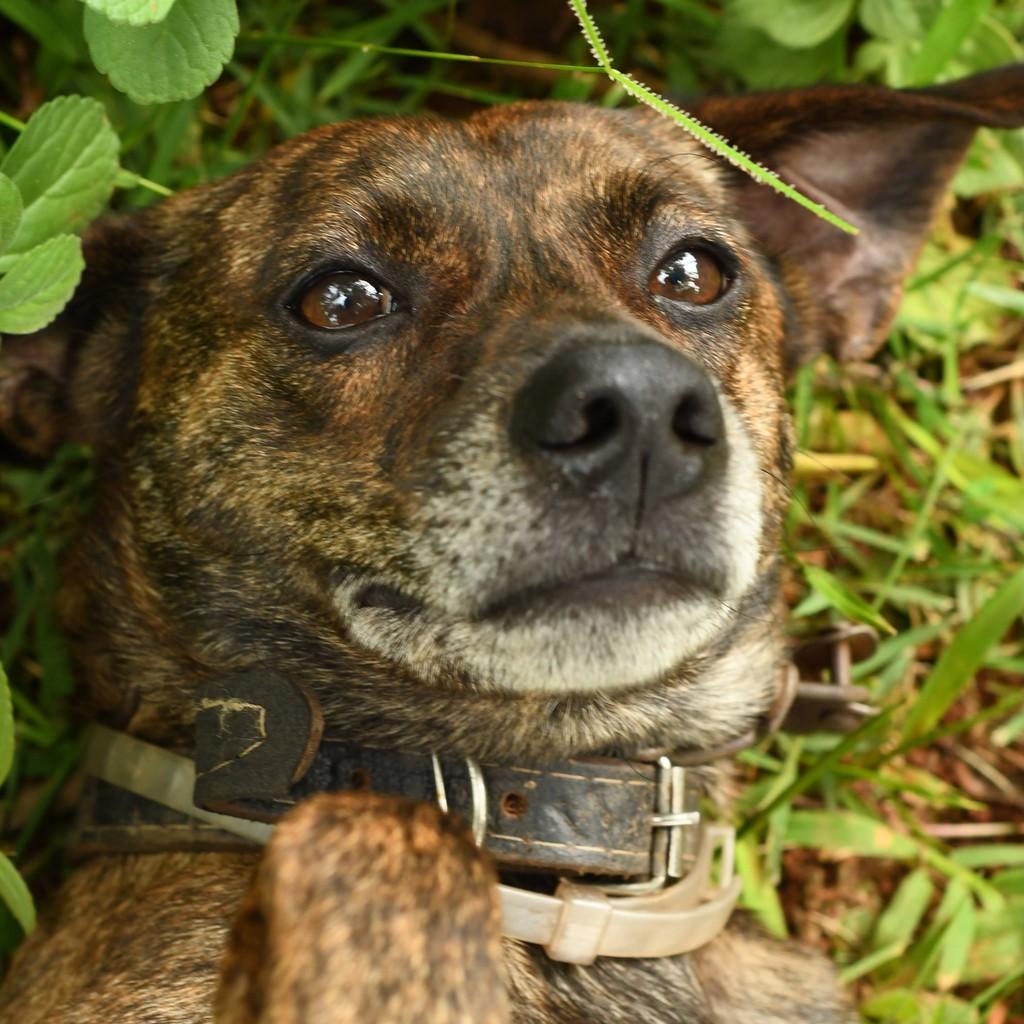 Jubileu, cachorro de porte pequeno para adoção em São Paulo - SP