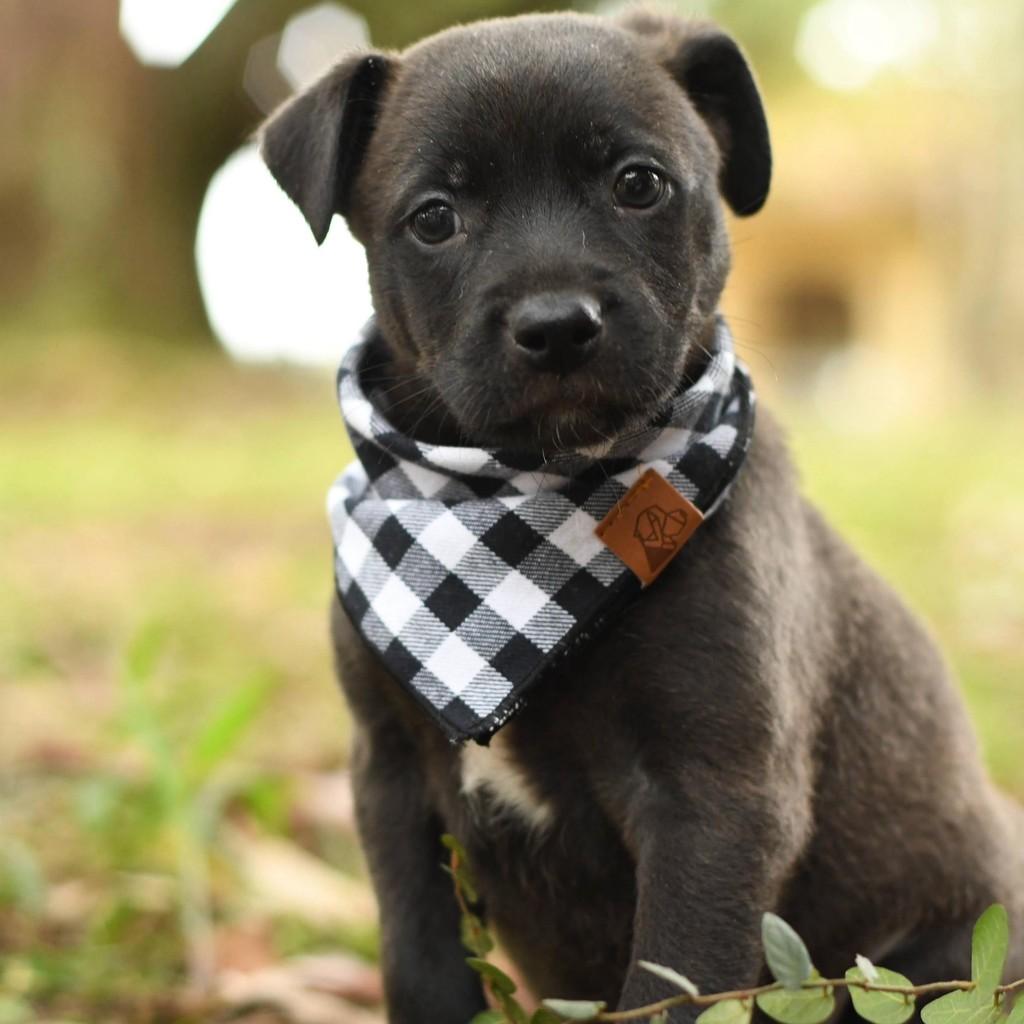 Jabuticaba, cachorro de porte médio para adoção em São Paulo - SP