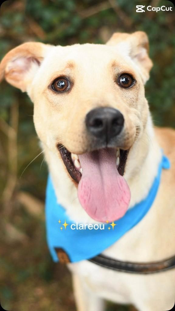 Snoopy, cachorro de porte médio para adoção em São Paulo - SP