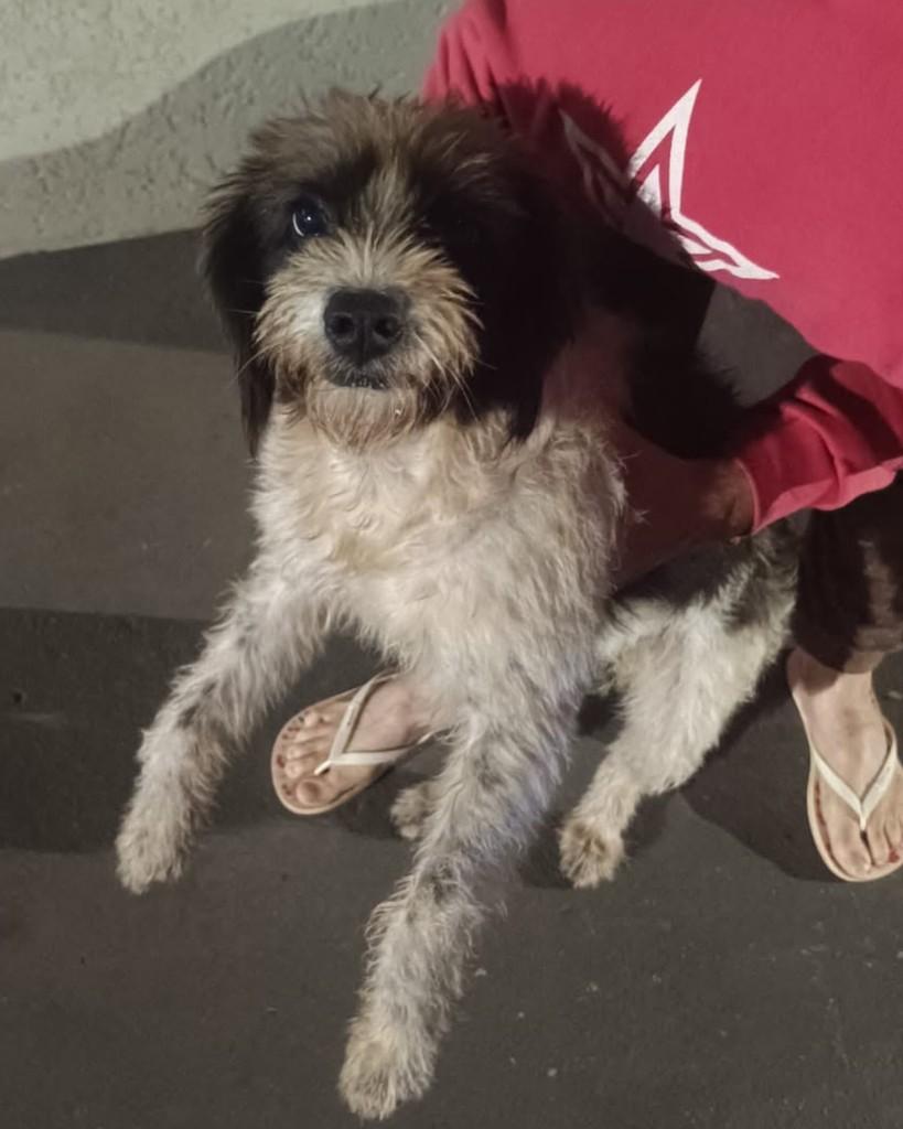Penélope, cadela de porte médio para adoção em Ribeirão Preto - SP