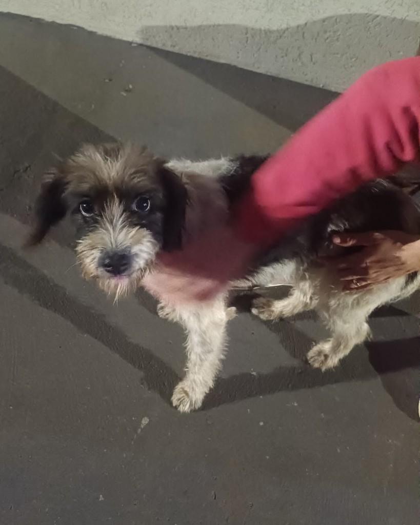 Penélope, cadela de porte médio para adoção em Ribeirão Preto - SP — foto 2 de 2