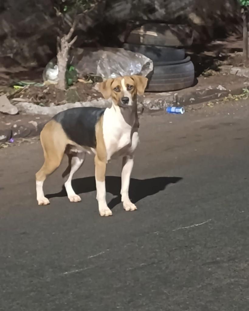 Ravena, cachorro de porte pequeno para adoção em Ribeirão Preto - SP