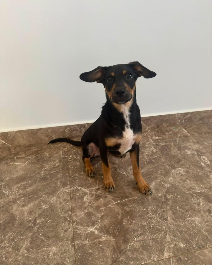 Manolo, cachorro de porte pequeno para adoção em Ribeirão Preto - SP