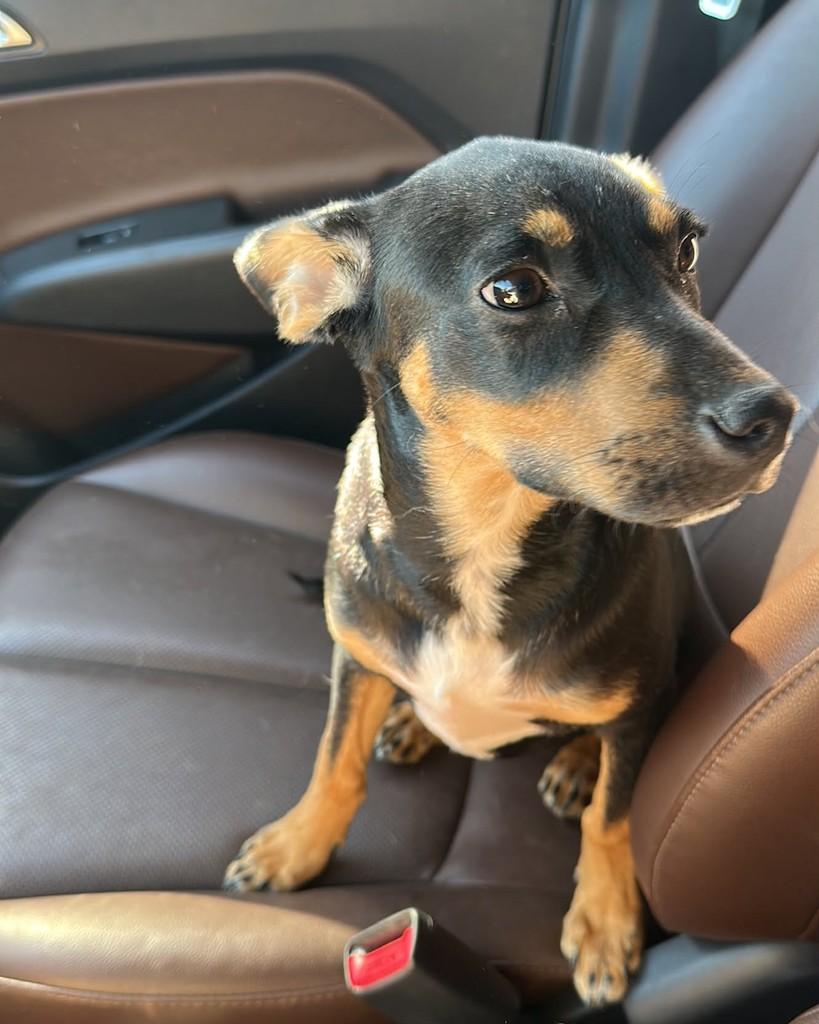 Manolo, cachorro de porte pequeno para adoção em Ribeirão Preto - SP — foto 2 de 2