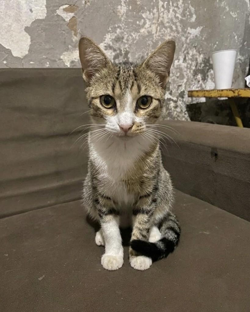 Alice, gato de porte pequeno para adoção em Ribeirão Preto - SP