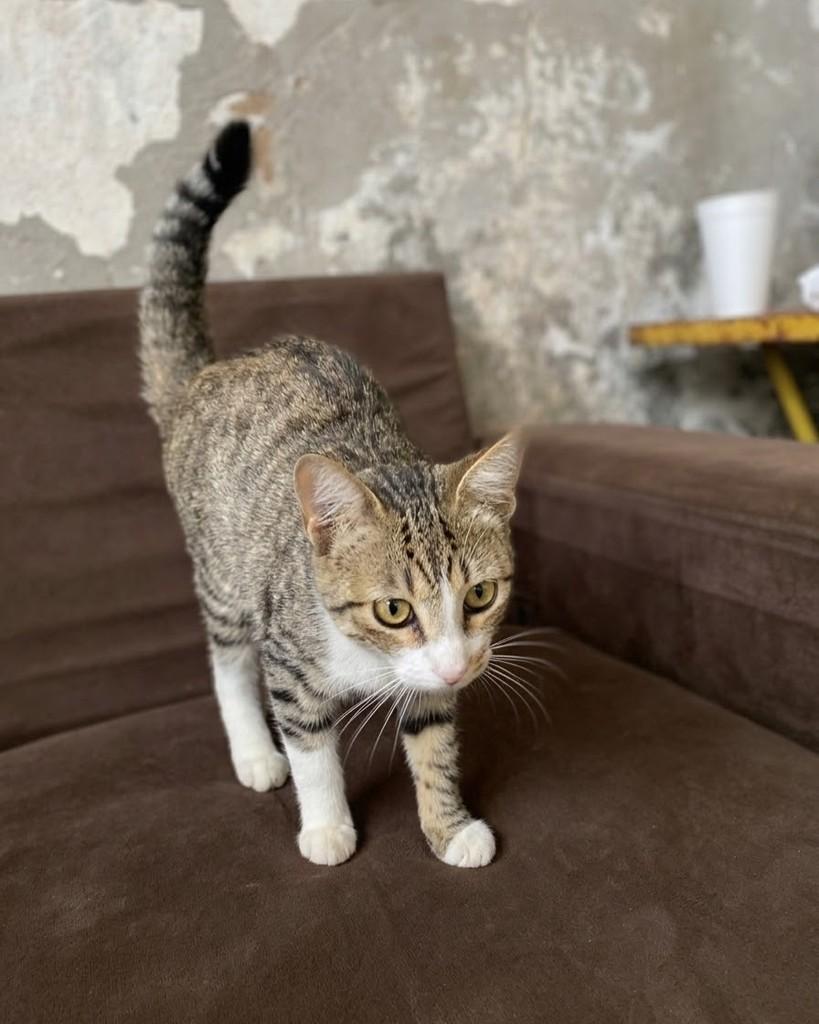 Alice, gato de porte pequeno para adoção em Ribeirão Preto - SP — foto 2 de 4