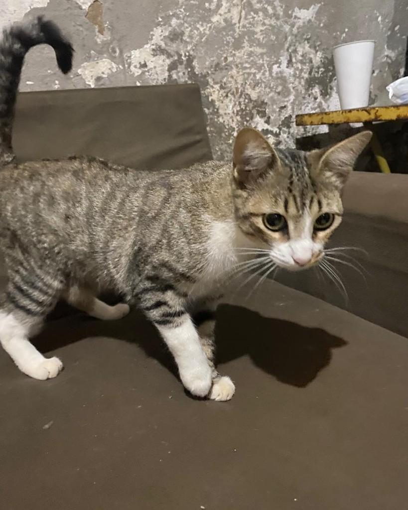 Alice, gato de porte pequeno para adoção em Ribeirão Preto - SP — foto 3 de 4