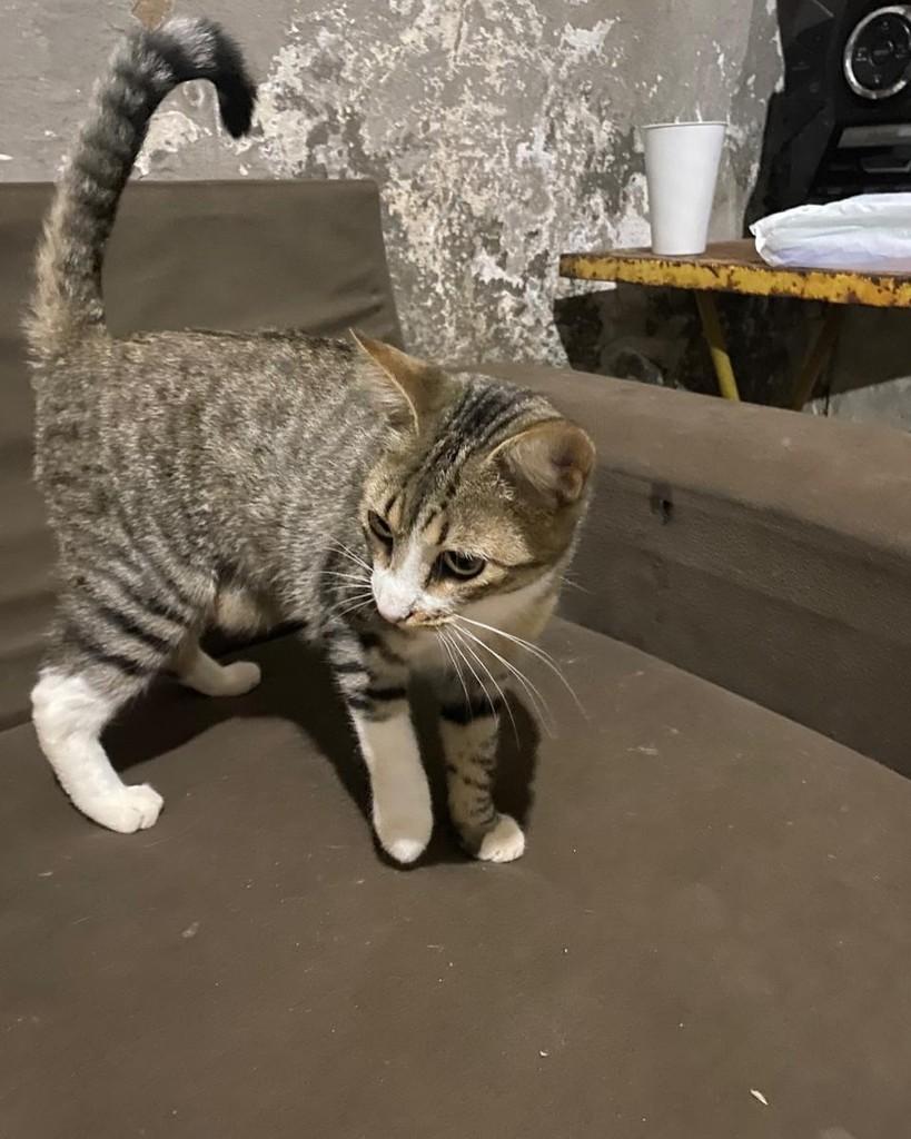 Alice, gato de porte pequeno para adoção em Ribeirão Preto - SP — foto 4 de 4
