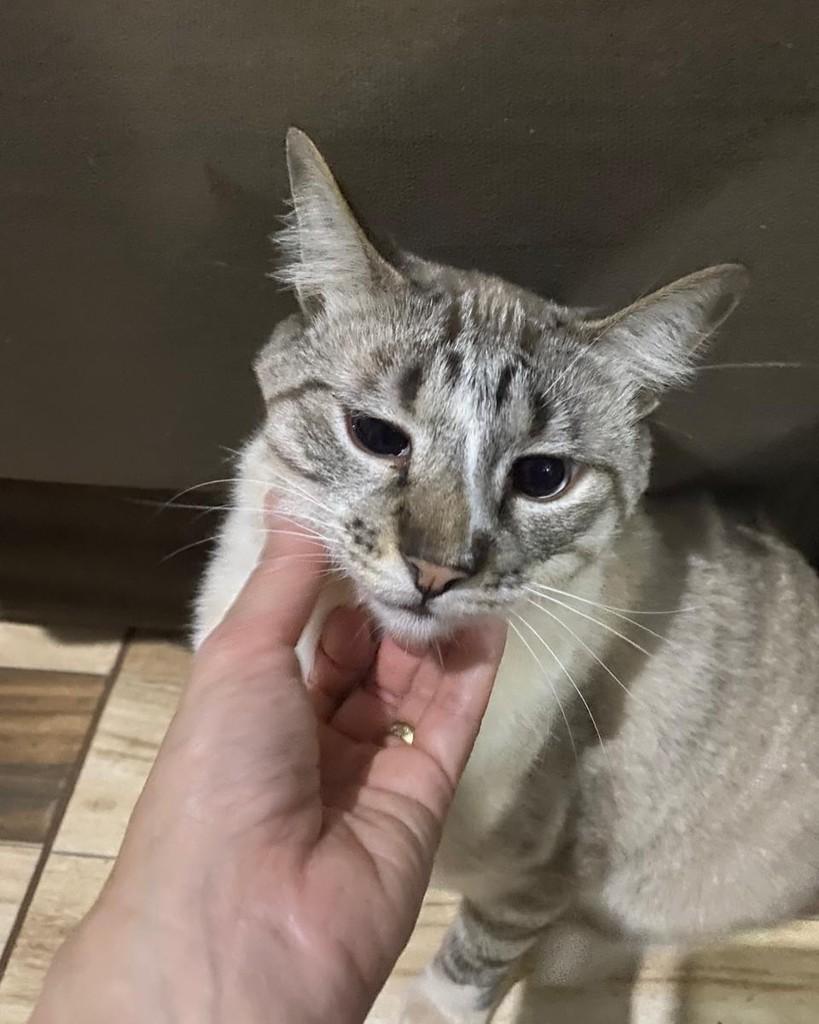Biscoito, gato de porte pequeno para adoção em Ribeirão Preto - SP — foto 2 de 2