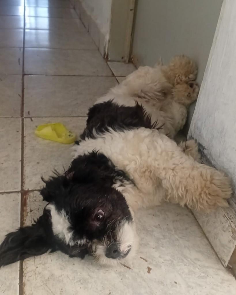 Max, cachorro de porte pequeno para adoção em Ribeirão Preto - SP